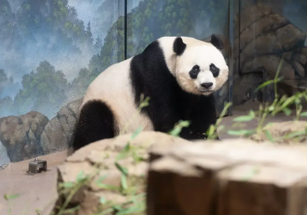 Czy panda jest zagrożona wyginięciem? Aktualny status i przyszłość gatunku
