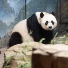 Czy panda jest zagrożona wyginięciem? Aktualny status i przyszłość gatunku