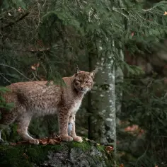 Jak skutecznie chronić gatunki zagrożone wyginięciem – praktyczne porady i działania