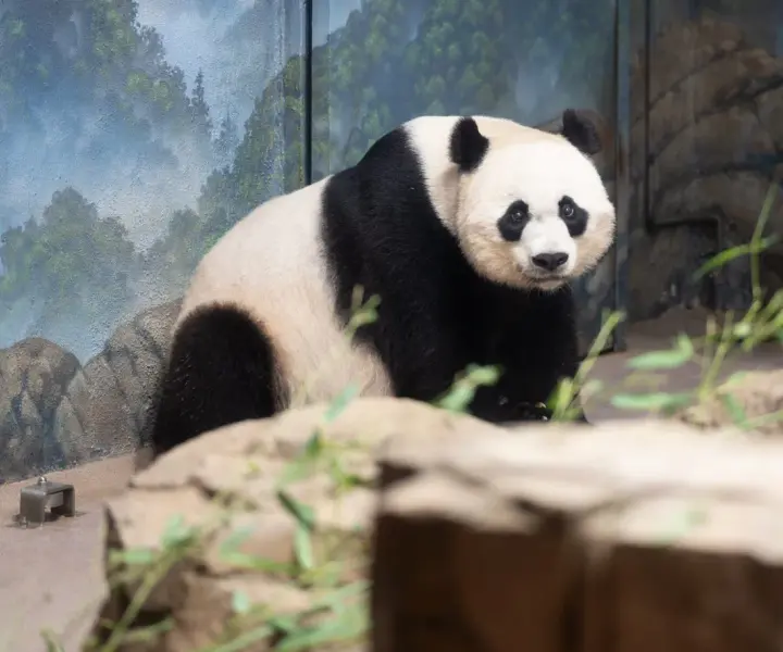 Czy panda jest zagrożona wyginięciem? Aktualny status i przyszłość gatunku